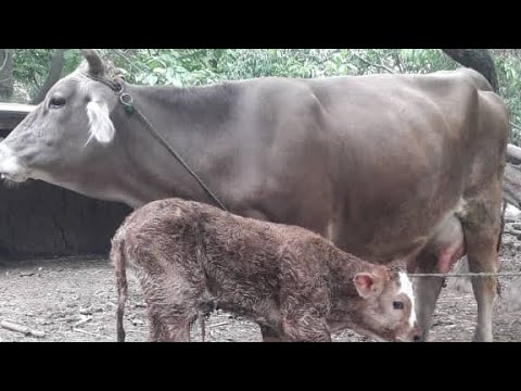 Видео: +992926103100☎️ 6 САР ГОВИ  ТОЗЗА ШИРИЙ ОРИГИНАЛ ОМАД СРОЧНО ФРУХТА МЕШАД