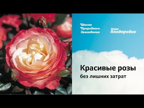 Видео: Красивые розы без лишних затрат