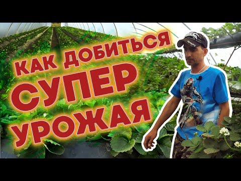 Видео: Готовь урожай с осени.