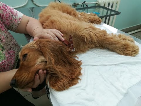 Видео: Чем болел Ричард, новый двор, мои орхидеи