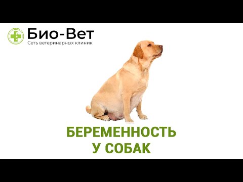 Видео: Беременность У Собак & Cколько Длится Беременность У Собак. Ветклиника Био-Вет