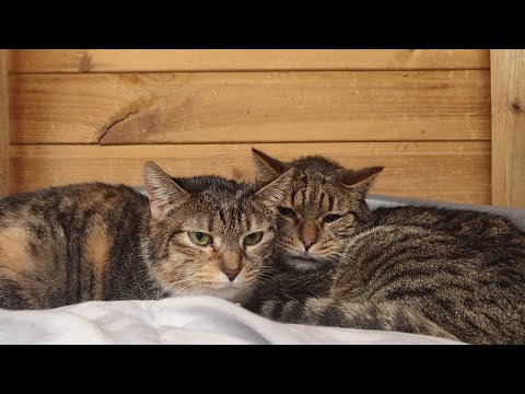 Видео: День из жизни приюта для животных, утро в кошатнике. Лечим, социализируем, капаем глазки и ушки🙀🙏❤️ 