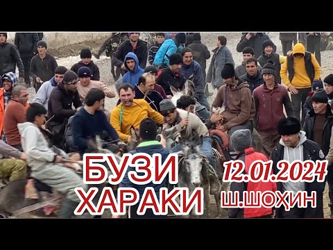 Видео: Бузи Хараки 12.01.2024 Ш.Шоҳин Навобод