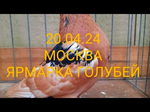 Видео: 20.04.24 МОСКВА. ЯРМАРКА ГОЛУБЕЙ.