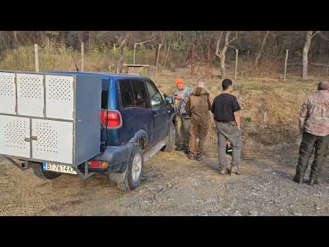 Видео: лов на дива свиня