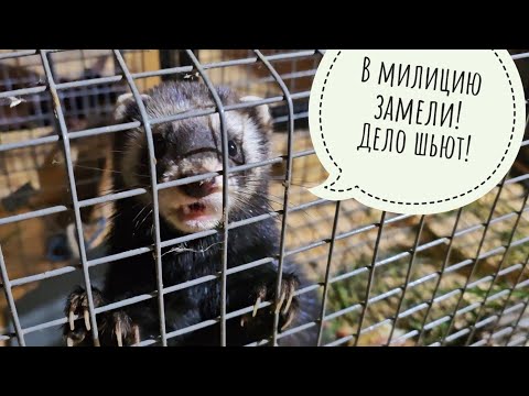 Видео: Дикий хорь хозяйничает в Совином Доле. Но не долго, - пойман с поличным! Пёс Кубик на него обиделся