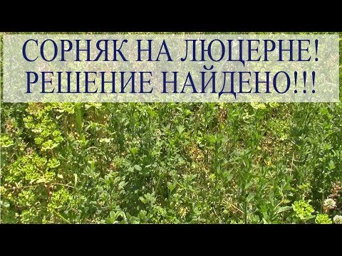 Видео: СОРНЯК на ЛЮЦЕРНЕ! РЕШЕНИЕ НАЙДЕНО!