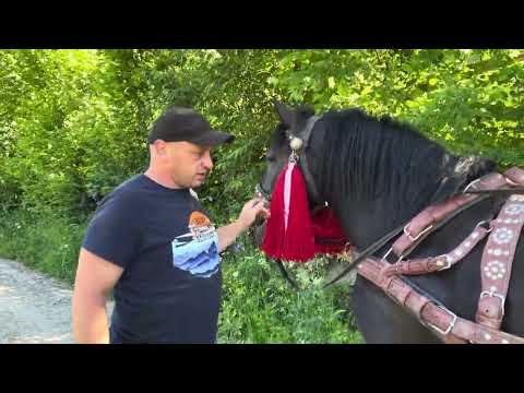 Видео: 🌲⚜️Запрягли лошицю⚜️🌲