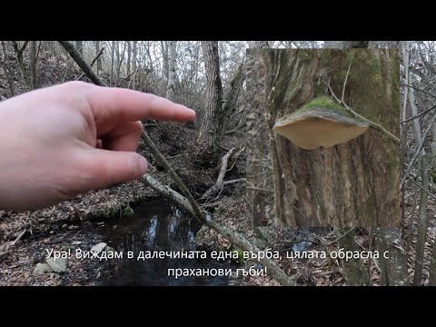 Видео: Прахановата гъба - забравена, полезна и лечебна! Amadou Hoof fungus #гъби #medicinalmushrooms #грибы