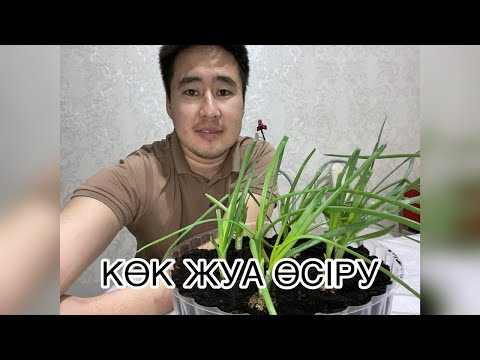 Видео: Қыста үй жағдайында көк жуа өсіру#огород #зеленыйлук #видео #youtube