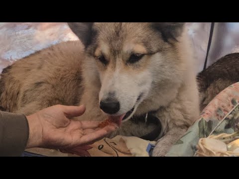 Видео: Завтрак в тайге с лайками 
