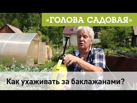 Видео: Голова садовая - Уход за баклажанами, супер раствор против грибка!