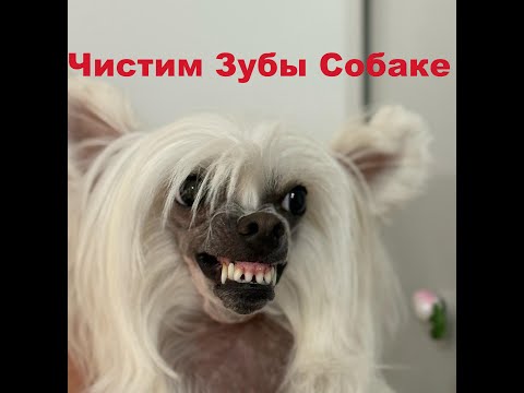 Видео: Чистим Зубы Собаке/ Китайская Хохлатая