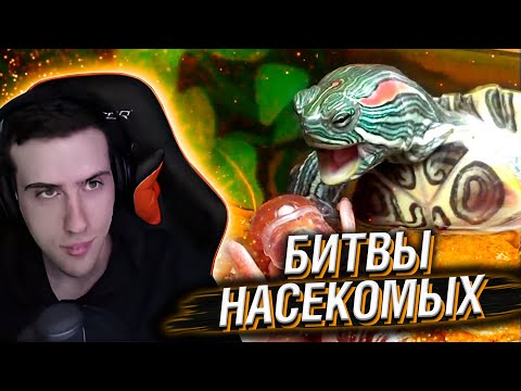 Видео: Hellyeahplay смотрит: Невероятные Битвы Насекомых, от Которых Мурашки по Коже