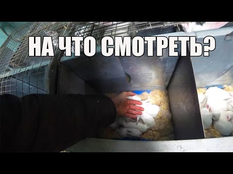 Видео: НЕ КОРМИТ САМКА ИЛИ ЗАМЕРЗЛИ