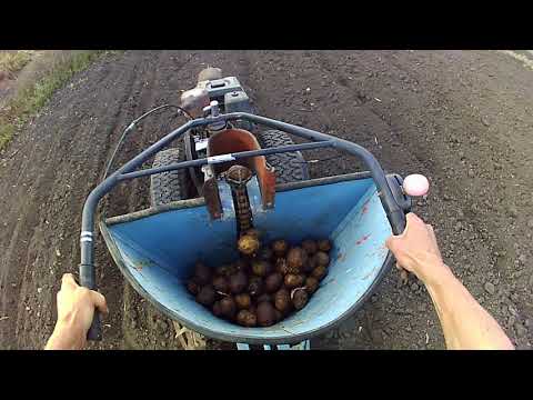 Видео: Картофелесажалка самодельная в работе