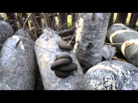 Видео: Грибы Вешенка. Самый простой способ выращивания грибов, без заморочек!