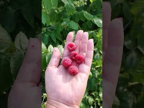 Видео: Малина Джоан Джей 29.07.23