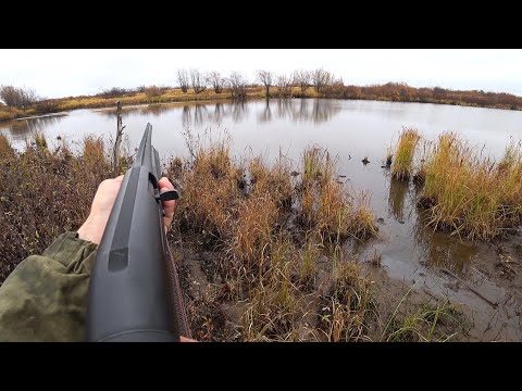 Видео: Удачная охота по утке и рябчику с подхода. Охота поздней осенью на северную.