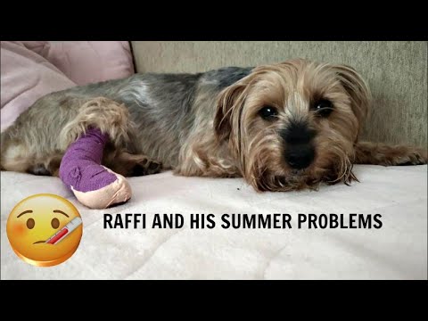 Видео: Осил в лапата на кучето/Ася Енева/Asya Eneva