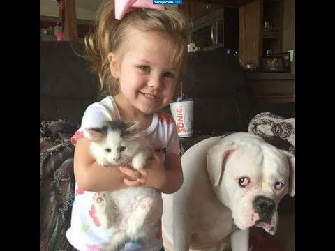 Видео: 😺 Зачем нам этот кот?! 🐕 Смешное видео с собаками, кошками и котятами! 😸