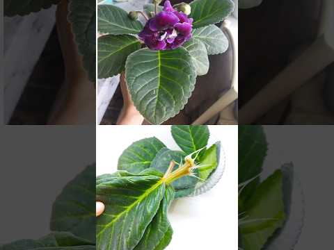 Видео: Размножаем глоксинии просто #стефанотис #plants #цветы #глоксинии #цикламен #растения #домашниецветы