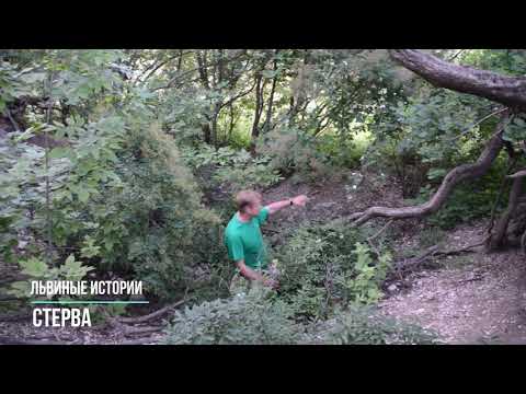 Видео: Как мы забирали львят у ЛЬВИЦЫ  СТЕРВЫ !