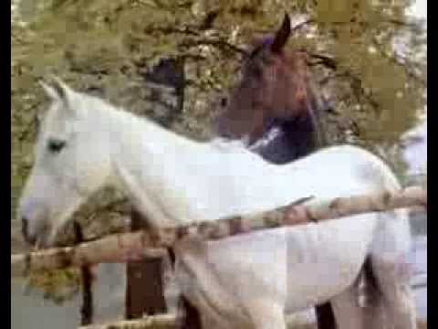 Видео: Владимир Ухтинский - Тройка