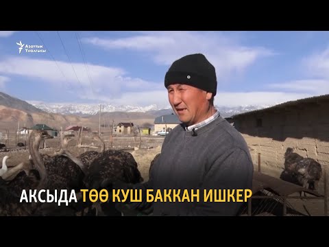 Видео: Аксыда төө куш баккан ишкер