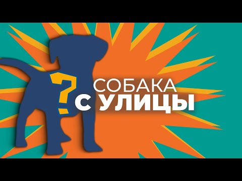 Видео: Собака с улицы: чего ждать от приютской 🐾 Плюсы и минусы дворняжки