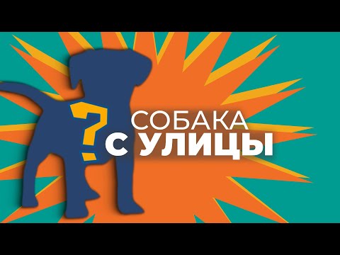 Видео: Чего ждать от СОБАК С УЛИЦЫ, ИЗ ПРИЮТА 🐾 Метис, дворняжка, беспородная, плюсы и минусы, дрессировка📚