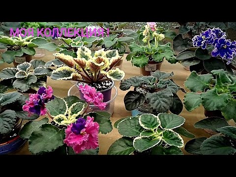 Видео: ПОДРАСТАЕТ МОЯ КОЛЛЕКЦИЯ ! ФИАЛКИ !