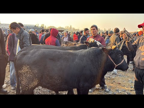 Видео: БУКА БОЗОР ШАНБЕБОЗОР РЕГАР НАРХИ ЧОРВО БОЗОР НАРХЛАРИ АКА 8 ноября 2025 г.