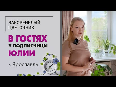 Видео: В гостях у подписчицы Юлии. Город  Ярославль. Монстеры, фикусы, цветущая сансевиерия и орхидеи