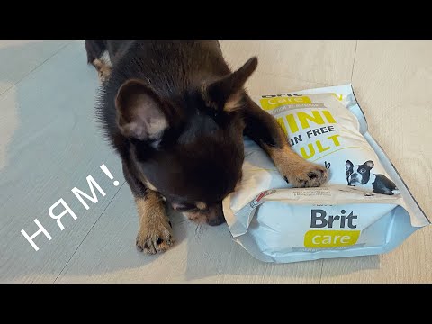 Видео: ЧТО ЕСТ МОЯ СОБАКА