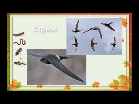 Видео: Ознайомлення з соціумом Перелітні птахи восени