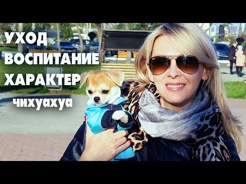 Видео: Вы спрашивали 🐶выбор щенка,питание и воспитание чихуахуа ЛИЗИ