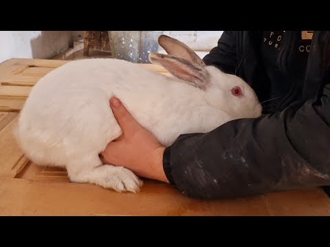 Видео: сукрольны ли крольчихи? как проверить?!