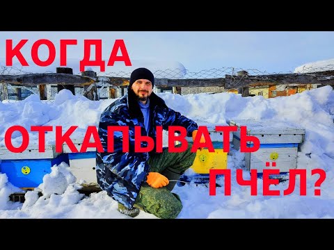 Видео: Пчелы погибают... Кошмары зимовки пчёл под снегом /сибирский пчелоблог Дмитрия Романова