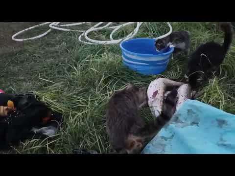 Видео: ПРИШЛИ КРУТЫЕ БЛЁСНА !! ОБЗОР ТЕСТ ЛОВЛЯ НА ЖИВЦА! БЕШЕНАЯ ЩУКА!