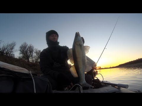Видео: ДИКИЙ КЛЁВ СУДАКА! Осенняя рыбалка на спиннинг с лодки! #рыбалка #72 #осень #2025 #спиннинг #судак