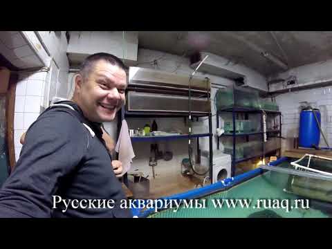 Видео: Рыборазводня arapaimastyle.ru, в гостях у Кондратьева Сергея