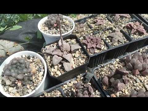 Видео: Как живёт моя коллекция под солнцем