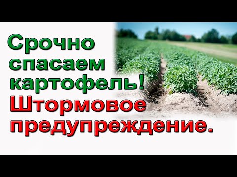 Видео: Срочно. Спасаем картофель от болезней.