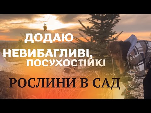 Видео: НЕВИБАГЛИВІ РОСЛИНИ В САД🏡 #сад #garden #рослини #gardening #реаліїсадівництва