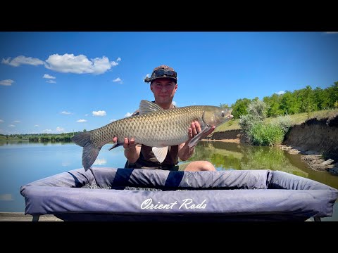 Видео: Чекав на рибу,а приплив пес !) Крута Балка. 2024. Спритний Амур