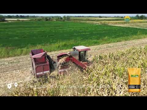 Видео: Уборка кукурузы на кочан, гибрид: PL-538 (ФАО 550) / с. Виноградное, Аламудунский р-н #агрогоризонт