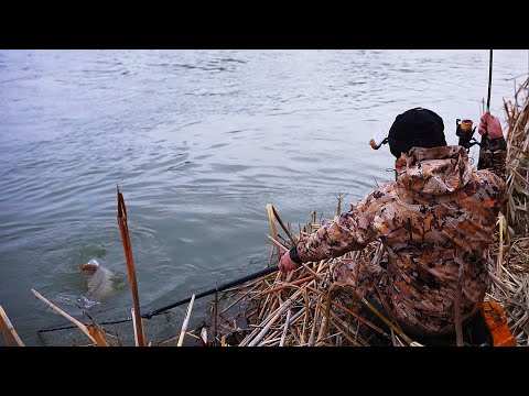 Видео: ВОТ ЭТО РЫБАЛКА! Я НЕ МОГУ ЕГО ВЫТАЩИТЬ. Крупные сазаны. Рыбалка на закидушки.