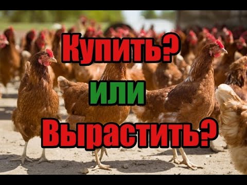 Видео: Беру кур несушек на птицефабрике, а не инкубирую сам! Считаем разницу!