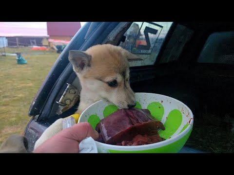 Видео: Вечером после ветклиники